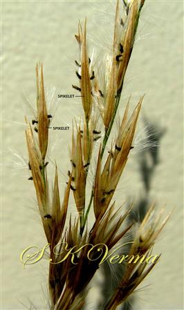  Racemes with spikelets
